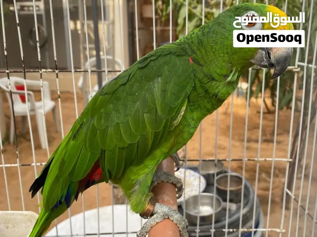 جميع انواع ببغاوات مروضة