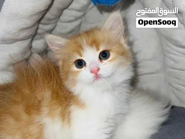 قطط شيرازي ربي يبارك