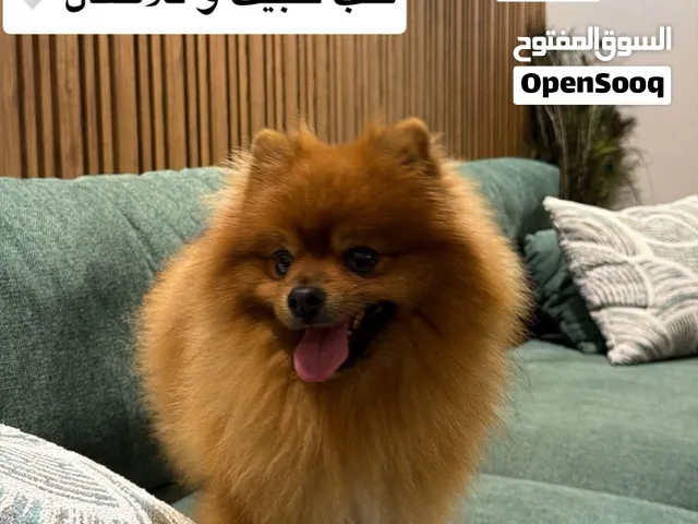 من أجمل الكلاب للبيت ر الأطفال