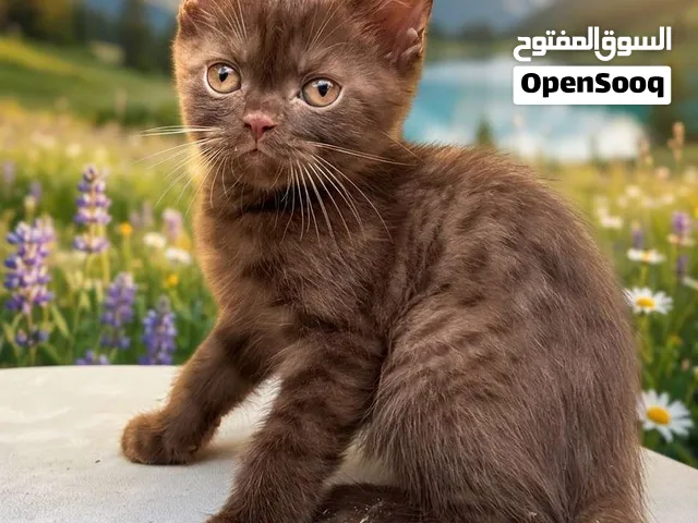 for sale the Scottish fold