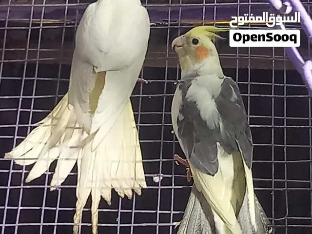 كوكتيل بزارات ملات محميه حلوات ونظيفات عدد زوج مزاويج وتك فحل سعرهن 75 الف
