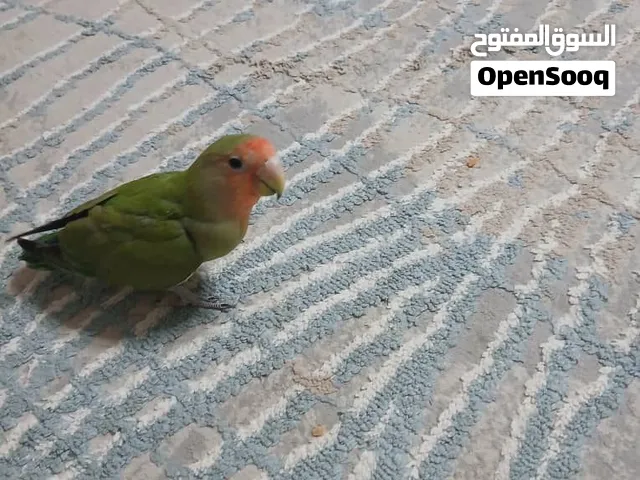 عصفور بركديلو مروض للبيع