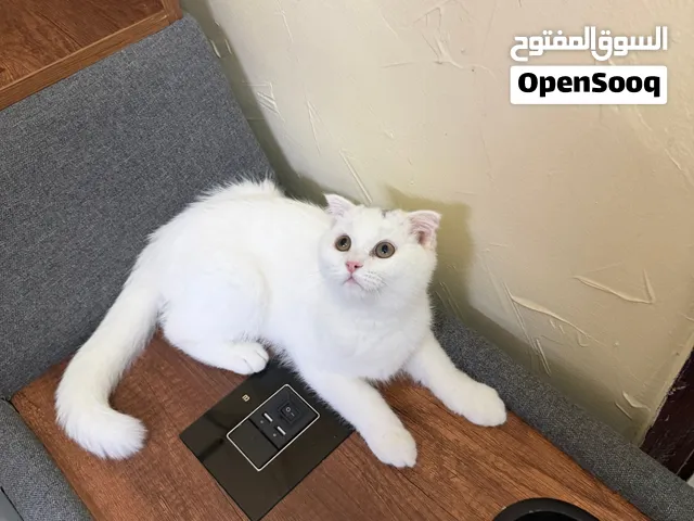 سكوتش فولد لون ابيض مستوى جميل  Scottish Fold white