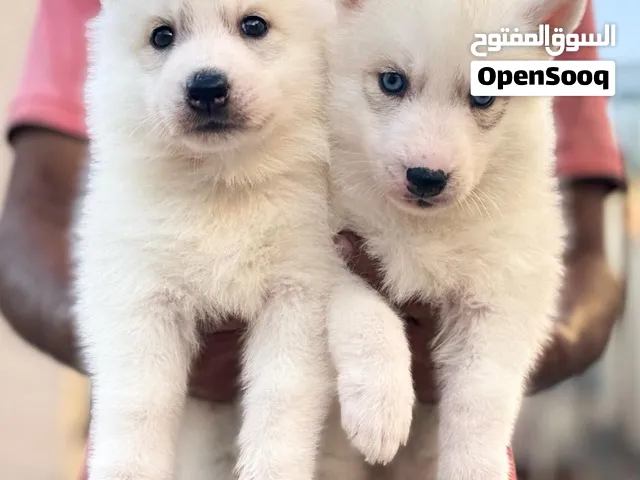 Male and female husky puppies نثيه و ذكر يراوه هاسكي