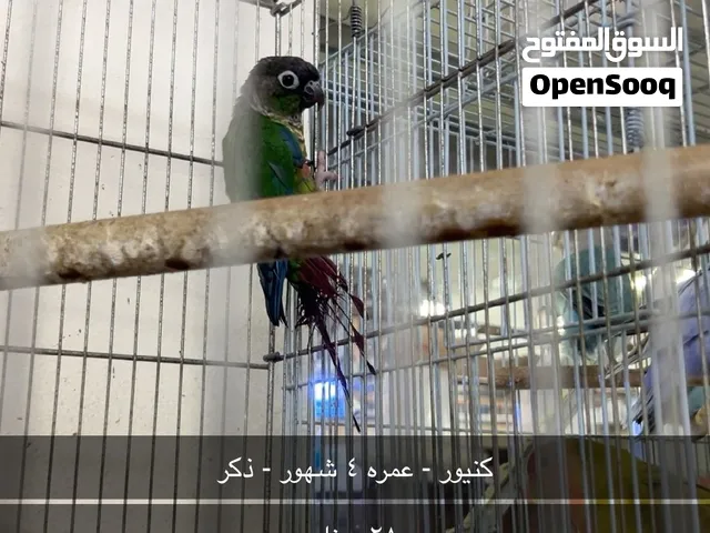 كنيور - عمره 4 شهور - ذكر