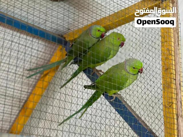 للبيع زوج ببغاء دُرّة هندي + ذكر وحشيات