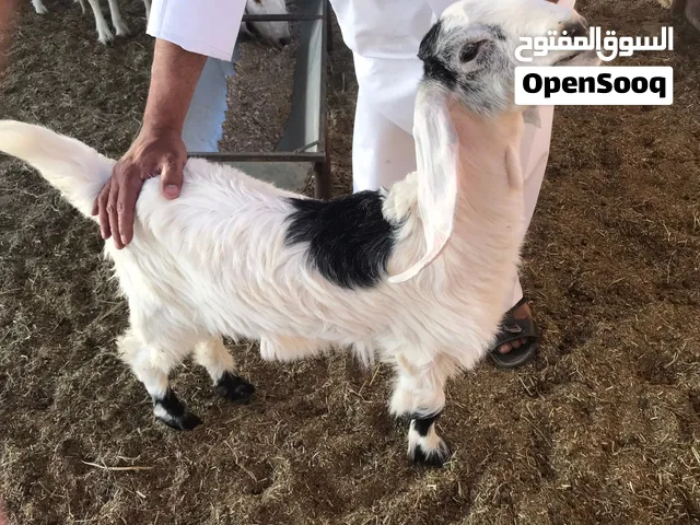 شراء حلال معزه وغنم