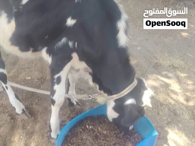 عجل نمساوي هولندي 350