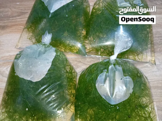 نبات الالوديا