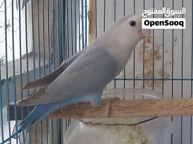 غندوره روز ذكر للبيع السعر 30/ العنوان البصره البراضعيه شارع سيد امين...............................