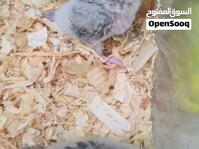 ببغاء الكنيور
