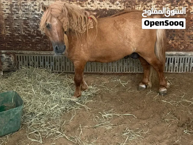 Pony for sale