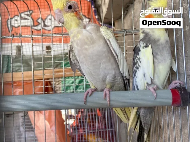 جوز كوكتيل شغال الموقع الزرقاء الغويرية شارع أبو محجن السعر 40 التواصل على السوق المفتوح او واتس.