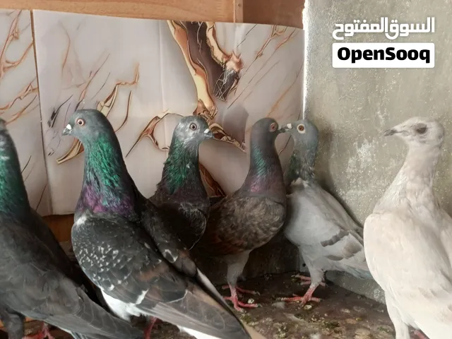 قطعة حمام للبيع كلها طيور حمام