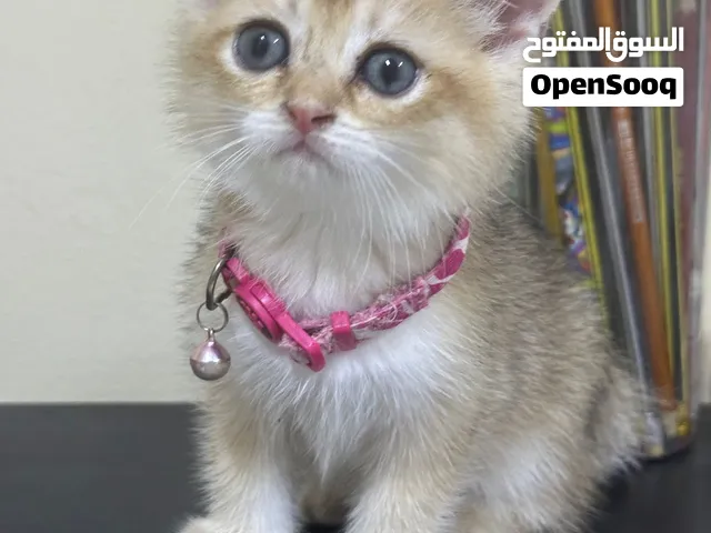 ذكر وانثي برتش واسكوتش قولد