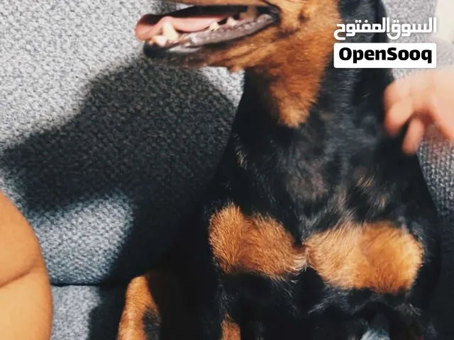 كلبه ميني بنشر نوع عمر سنه وثمانية اشهر ماخذه جميع المطاعيم لعوبه مدربه. على الحمام اليفه مع الاطفال