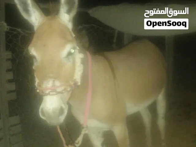 حمار للبيع ب35 ريال قابل للتفاوض