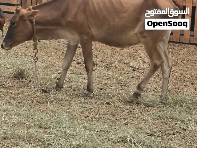 بقره عمانية للبيع