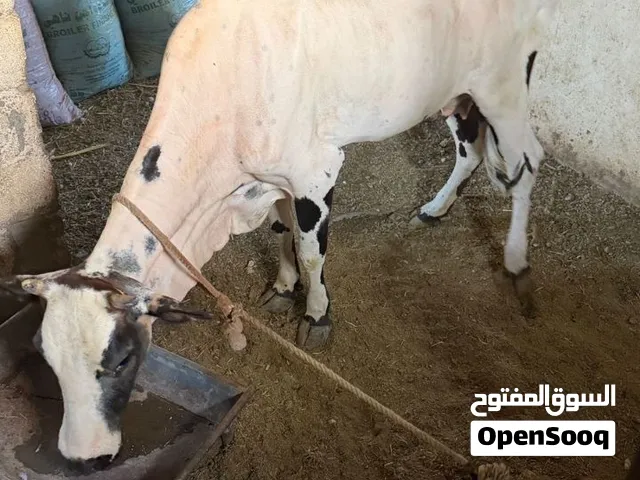 للبيع بقره عشار في الشهر الثامن سلاله مال الحليب   سعرها في الخاص