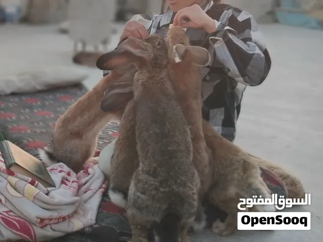 خمس أرانب للبيع بسعر مغري