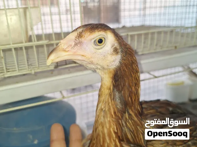 للبيع دجاجتين بورمي ابيور العمر 3اشهر إلى 4