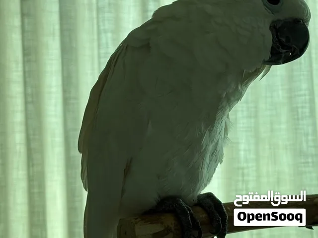 كوكاتو امبريلا قمة في الولافة
