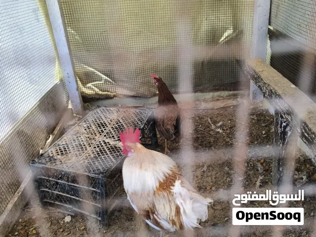عندي ديك ودجاجة عربيات للبيع 70دينار