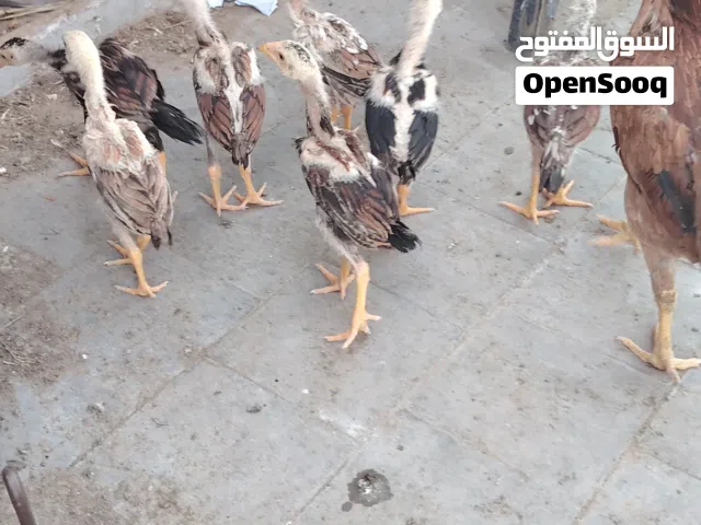 فراخ هندي للبيع