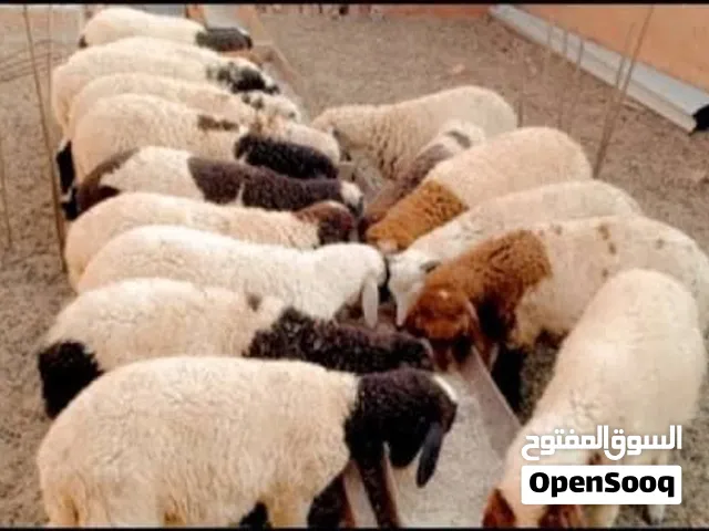مطلوب طليان كريشيات