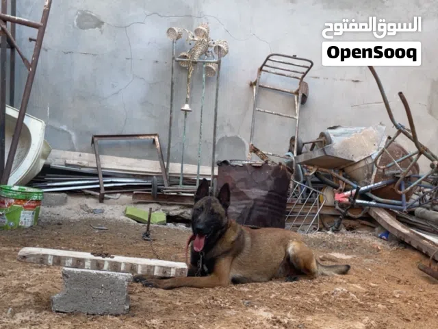 ذكر ملينوا ناشط ربي يبارك للبيع
