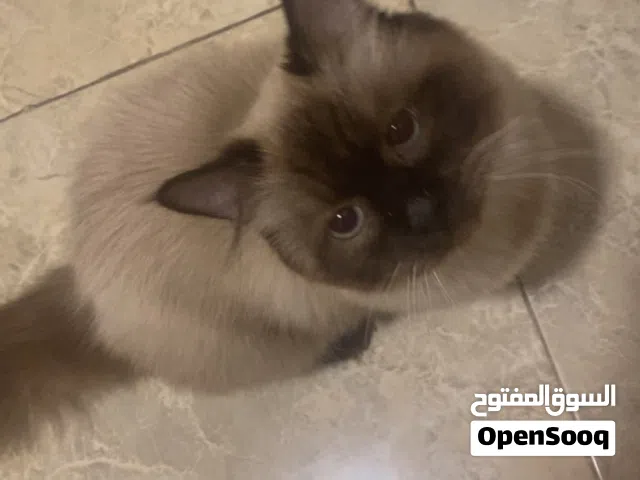 قطه شانشيلا