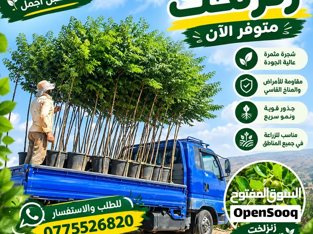 كافة أصناف الأشجار المثمرة الزينة