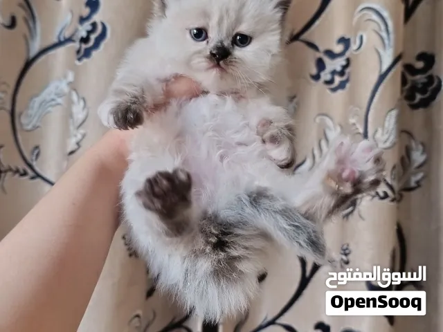 قطط هيمالايا تشوكليت واورنج بلو ايز ع بيرشن عمر شهر شعر كثيف ودبدوبين