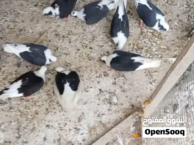 متاح ارافل بسود مكاني أبو الخصيب حمدان العدد12