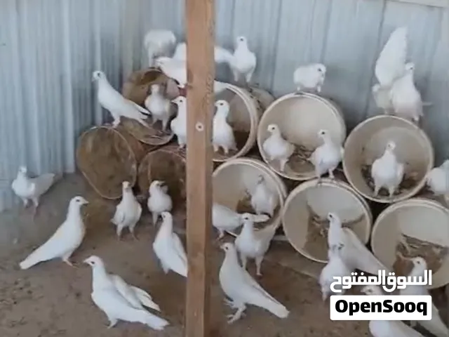للبيع حمام لاحم وزاجل ابيض جبرة فيها 37 طير البيع جملة الطير على دينار