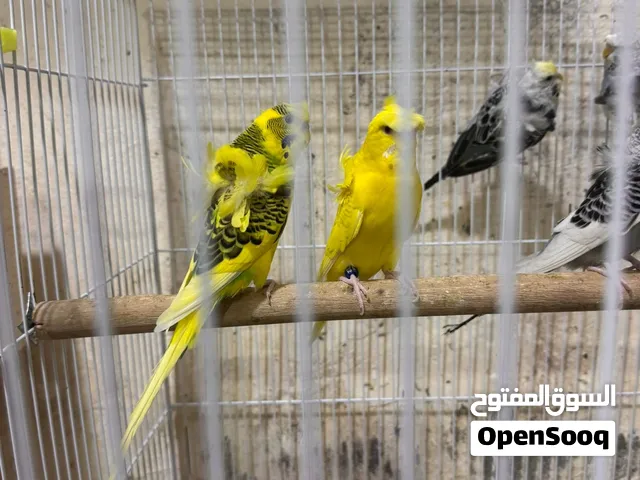 زوج هاجرموا للبيع
