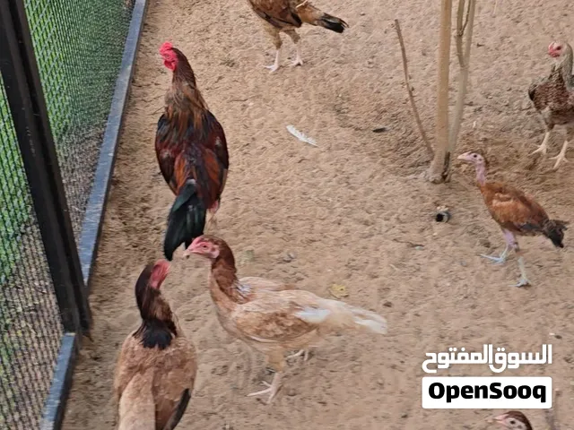 للبيع ديك و 4 دجاجات و 2 صيصان  باكستانيات الصحة ممتازة