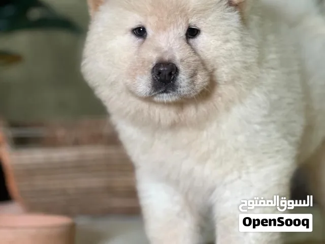 Stunning Pure White Chow Chow