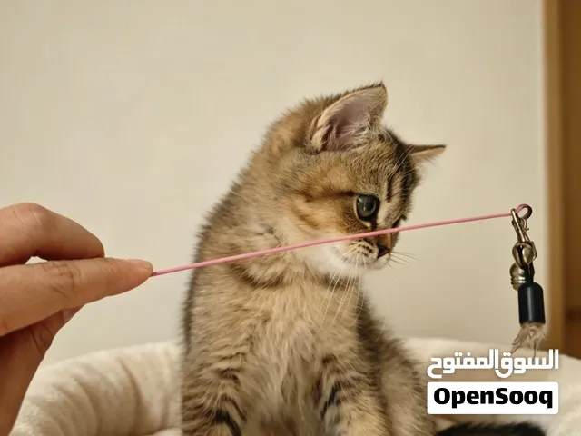 1300 pure British short hair kitten male2.5months anti fleas+deworming ready
