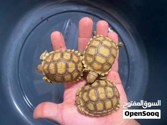 سلاحف سولكاتا