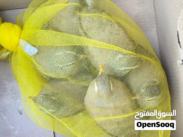 ازواج الحجل الرملي (صبا)