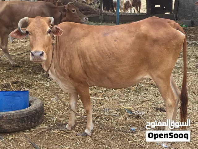 بقرة لحم عاقر سمينه ب350ريال قابل