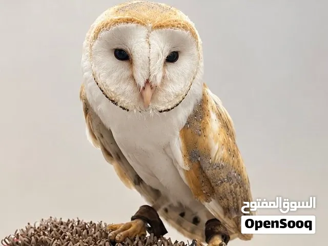 بومة حظيرة (Barn Owl) او Tyto alba
