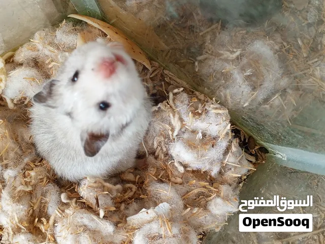 هامستير مشروع كامل