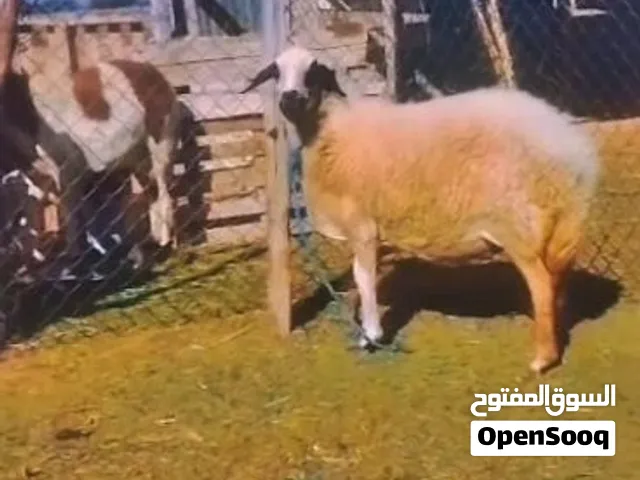 سلام عليكم نعجه برقاويه للبيع عشىرر بجهاز سنها سدسه كيف بتكرس اول جمع