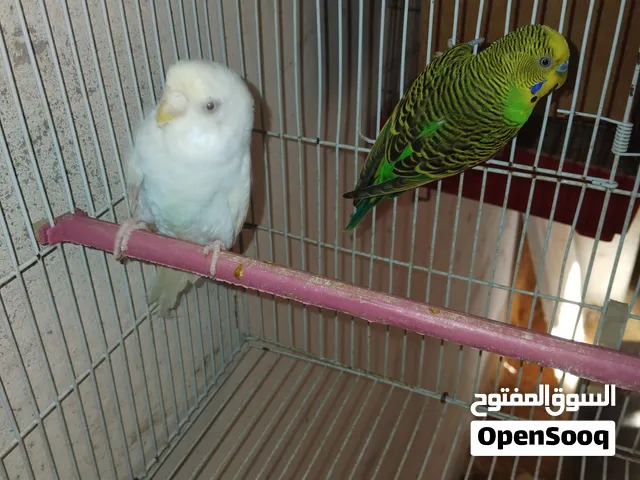 كوبيه بدون قصف