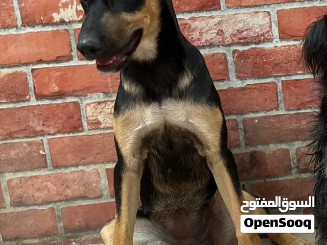 كلب للتبني