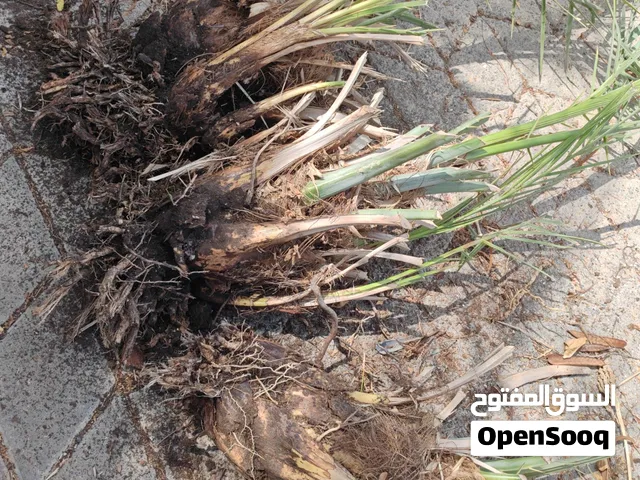 تتوفر فسائل خلاص وأبو نارنجة
