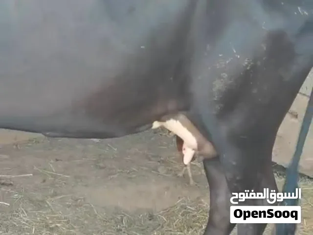 بقرة حليب حلال فاخر ع الاخر الان تنحلب