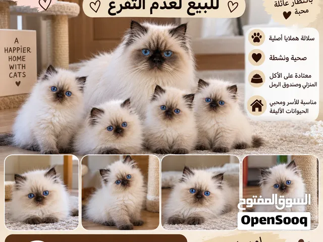 قطط شيرازي وهيمالايا رائعة  (لعدم التفرغ)